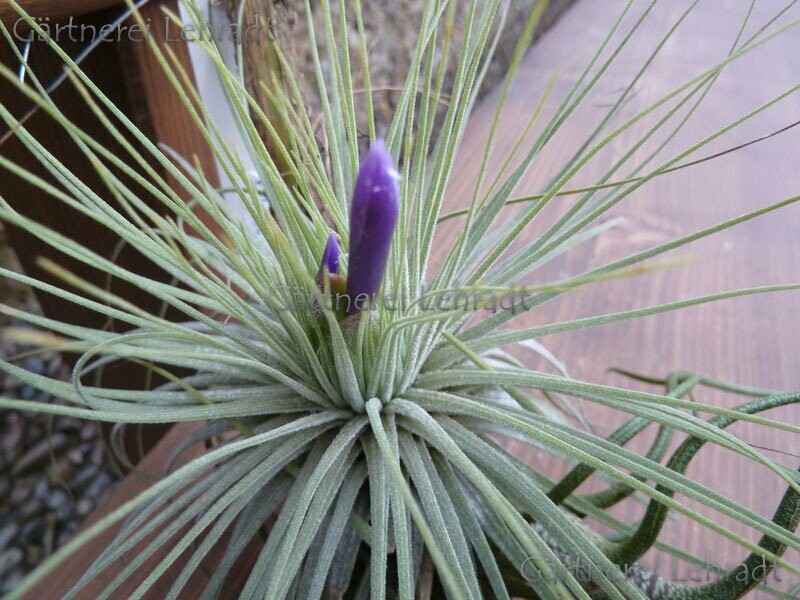 Tillandsia magnusiana Tillandsia magnusiana