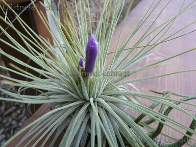 Tillandsia magnusiana Tillandsia magnusiana