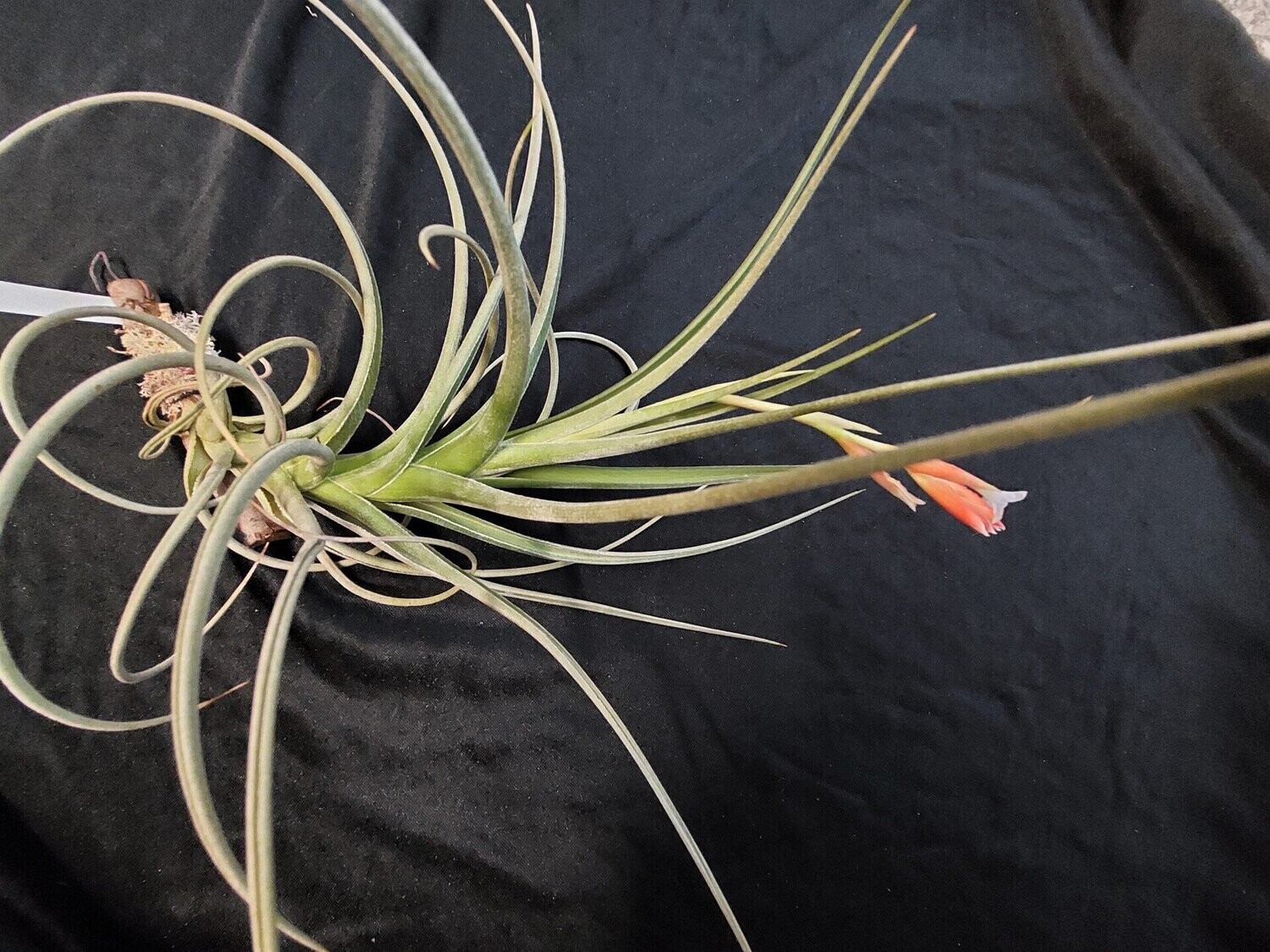 Tillandsia toropiensis Tillandsia toropiensis
