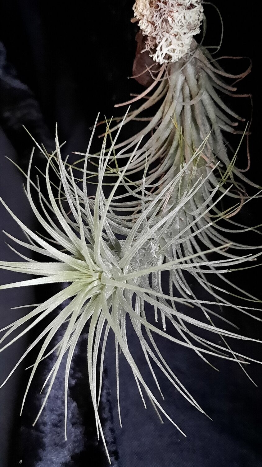Tillandsia heteromorpha Tillandsia heteromorpha