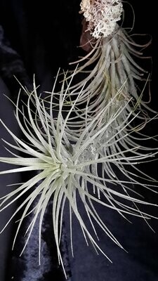 Tillandsia heteromorpha Tillandsia heteromorpha