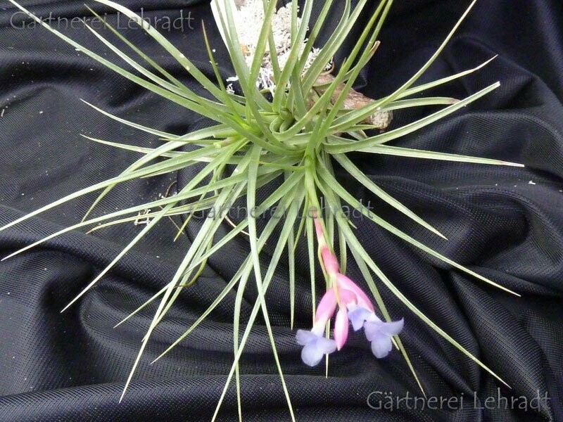 Tillandsia tenuifolia Tillandsia tenuifolia