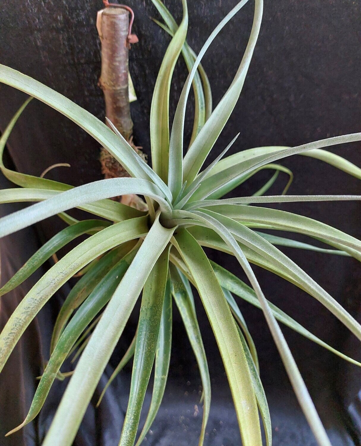 Tillandsia ixioides Tillandsia ixioides