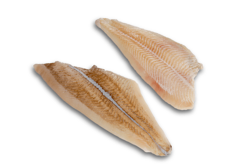 Scholfilet
