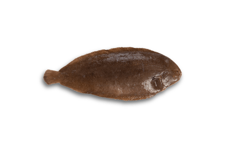 Sliptong