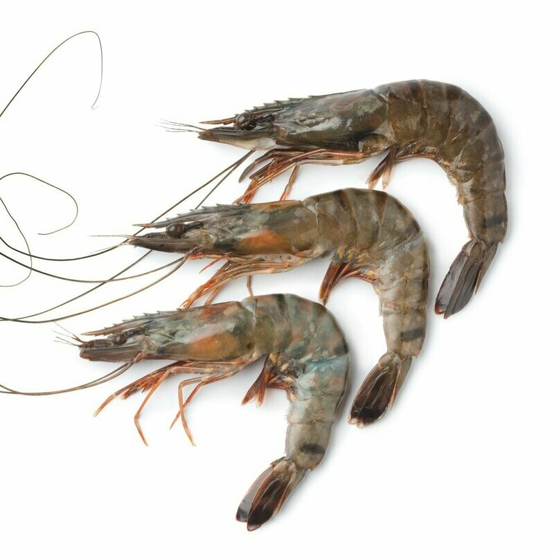 Gamba black tiger