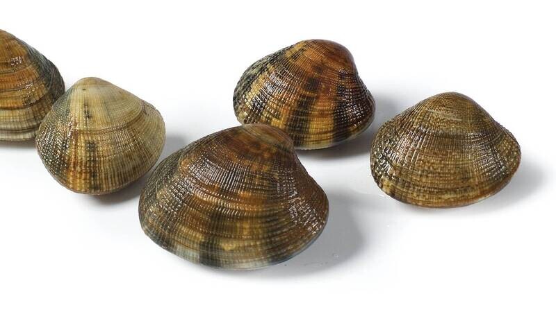 Vongole