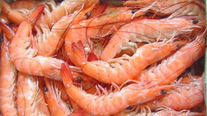 Roze gamba in schil