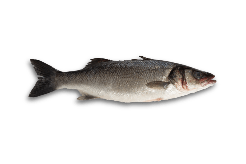 Zeebaars filet
