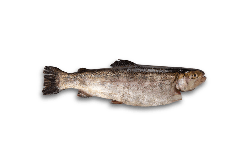 Forel
