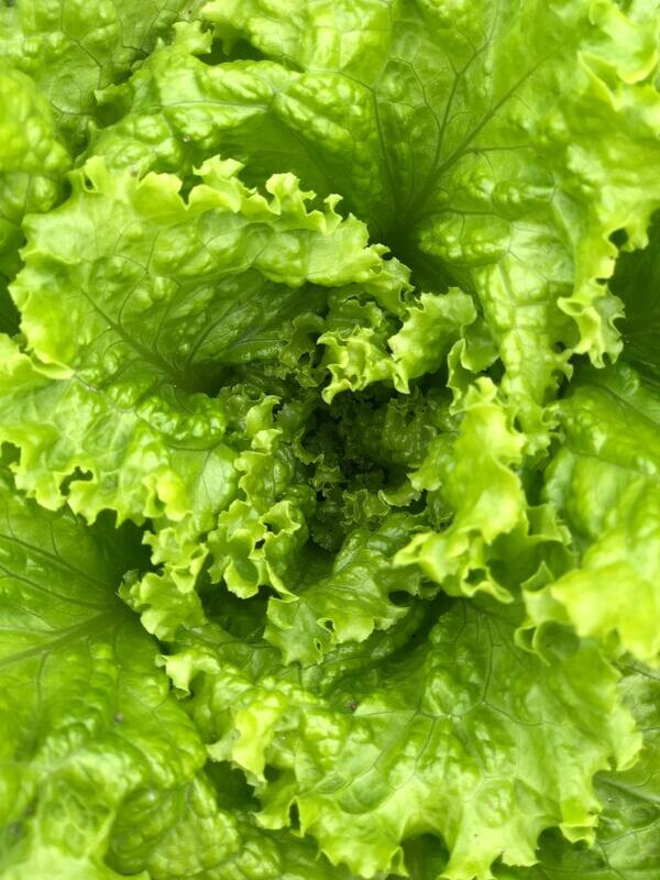 Sancyu (Lettuce)