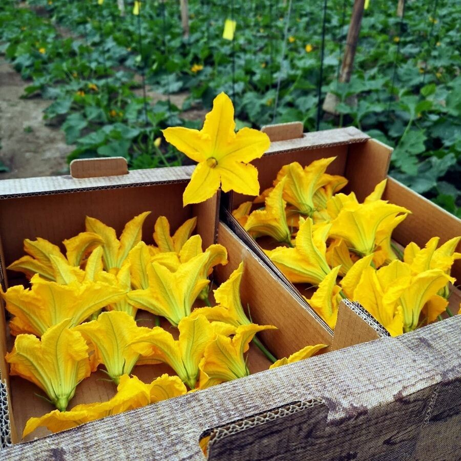 Flor de Carbassó