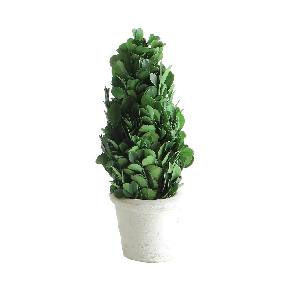 Preserved Boxwood Cone Topiary in White Clay Pot