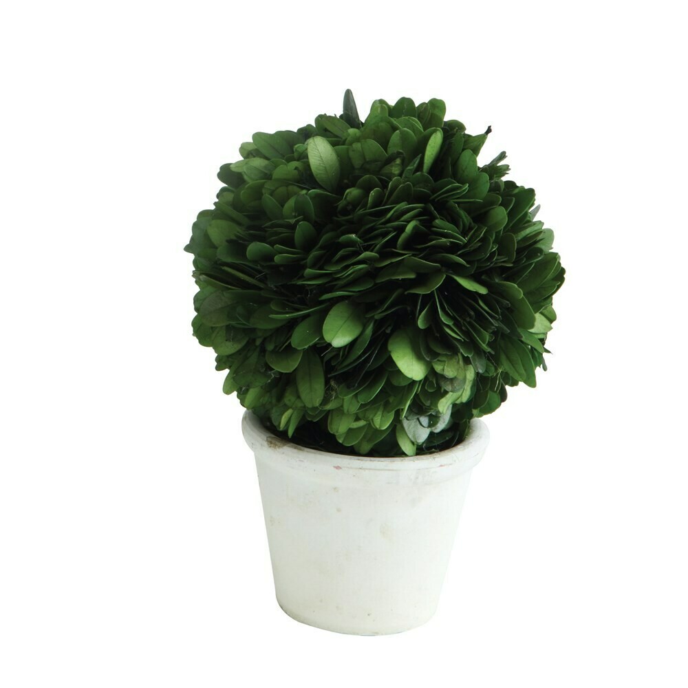 Preserved Boxwood Topiary in White Clay Pot