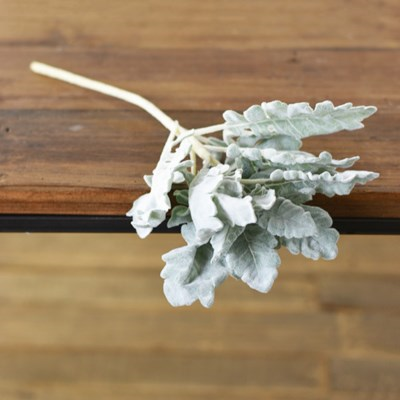 Dusty Miller Stem