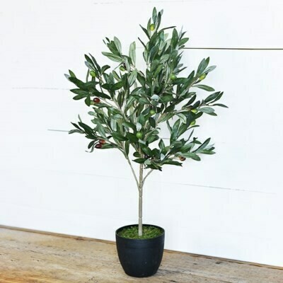 Olive Tree w Pot