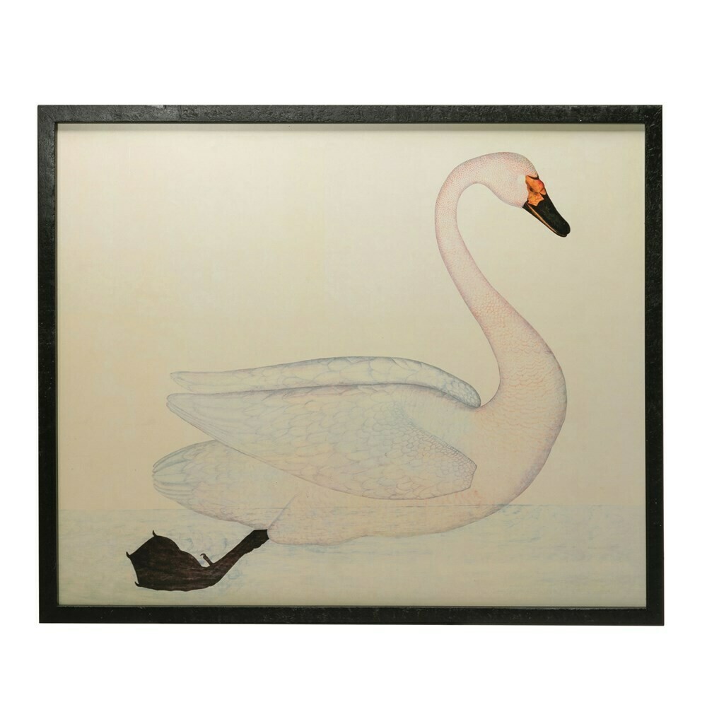 Framed White Swan Picture