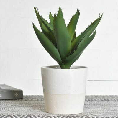 Aloe Plant in Dual Tone Pot