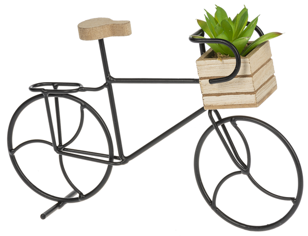 Bicycle Succulent