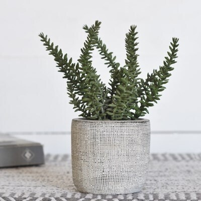 Rosemary In Cement Pot