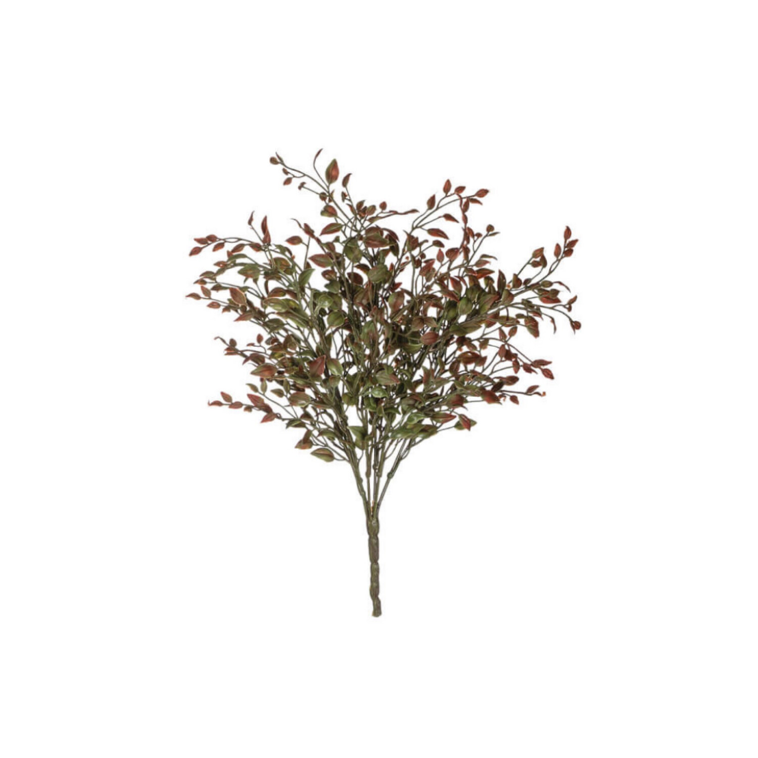 Red Bean Sprout Bush