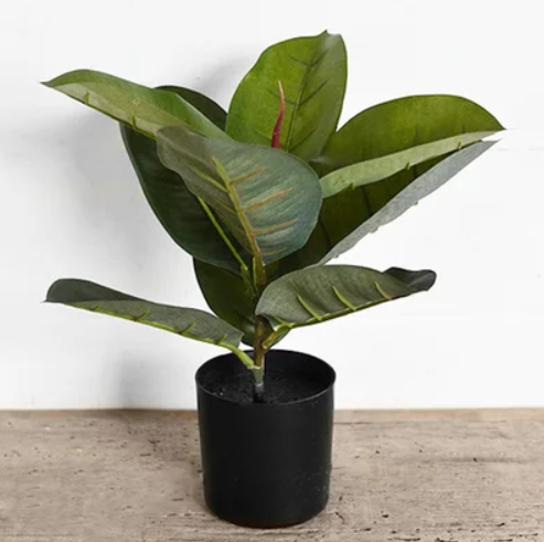 Ficus Tree In Pot