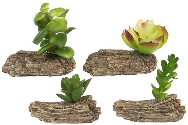 Mini Log Succulent