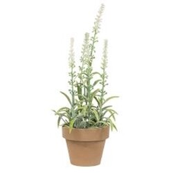 White Potted Flowering Sage