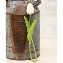 White Tulip Bud Stem