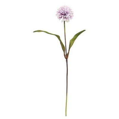 Tall Purple Chrysanthemum