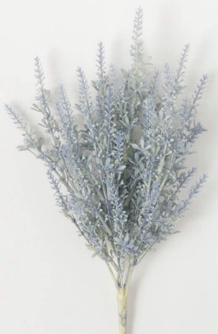 Blue Lilac Bush