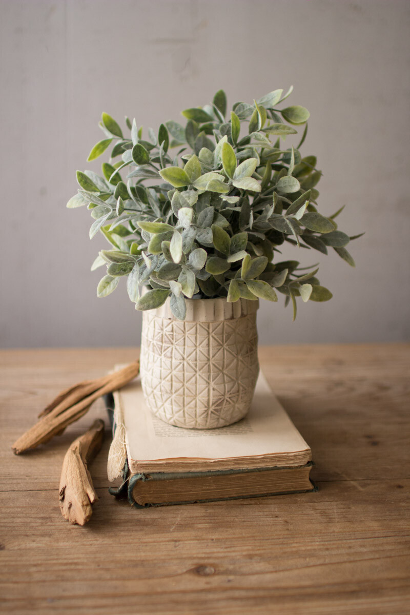 Sage Plant In Rustic White Pot