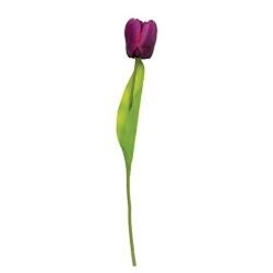 Purple Tulip Stem