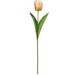 Light Pink Tulip Stem