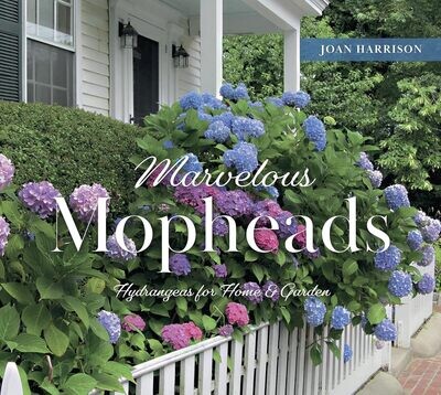 Marvelous Mopheads (Hortensias)