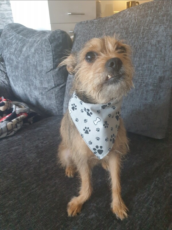 Small Bandanas