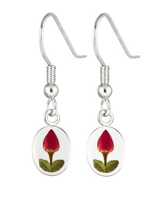 Real Rose Oval Earrings, Transparent Background.