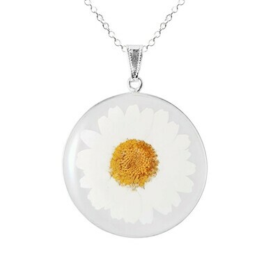 Real Daisy Collection