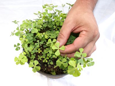 Four Leaf Clovers Production Process