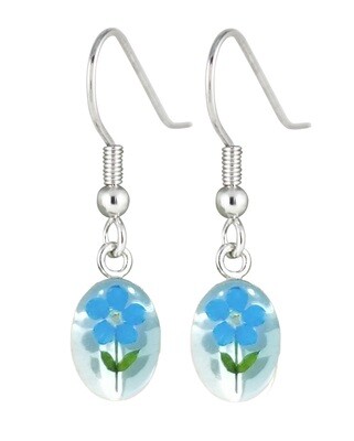 Real Forget-Me-Not, Oval Earrings, White Background. Real Forget-Me-Not, Oval Earrings, White Background.