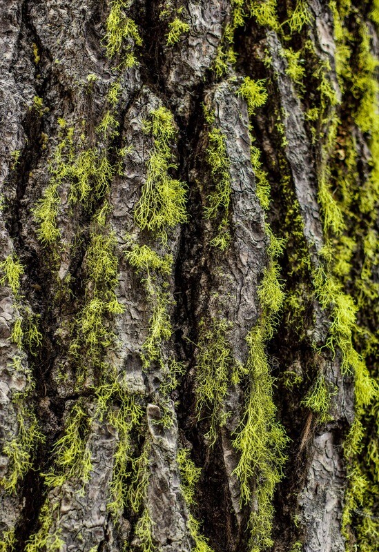 Bark and Moss