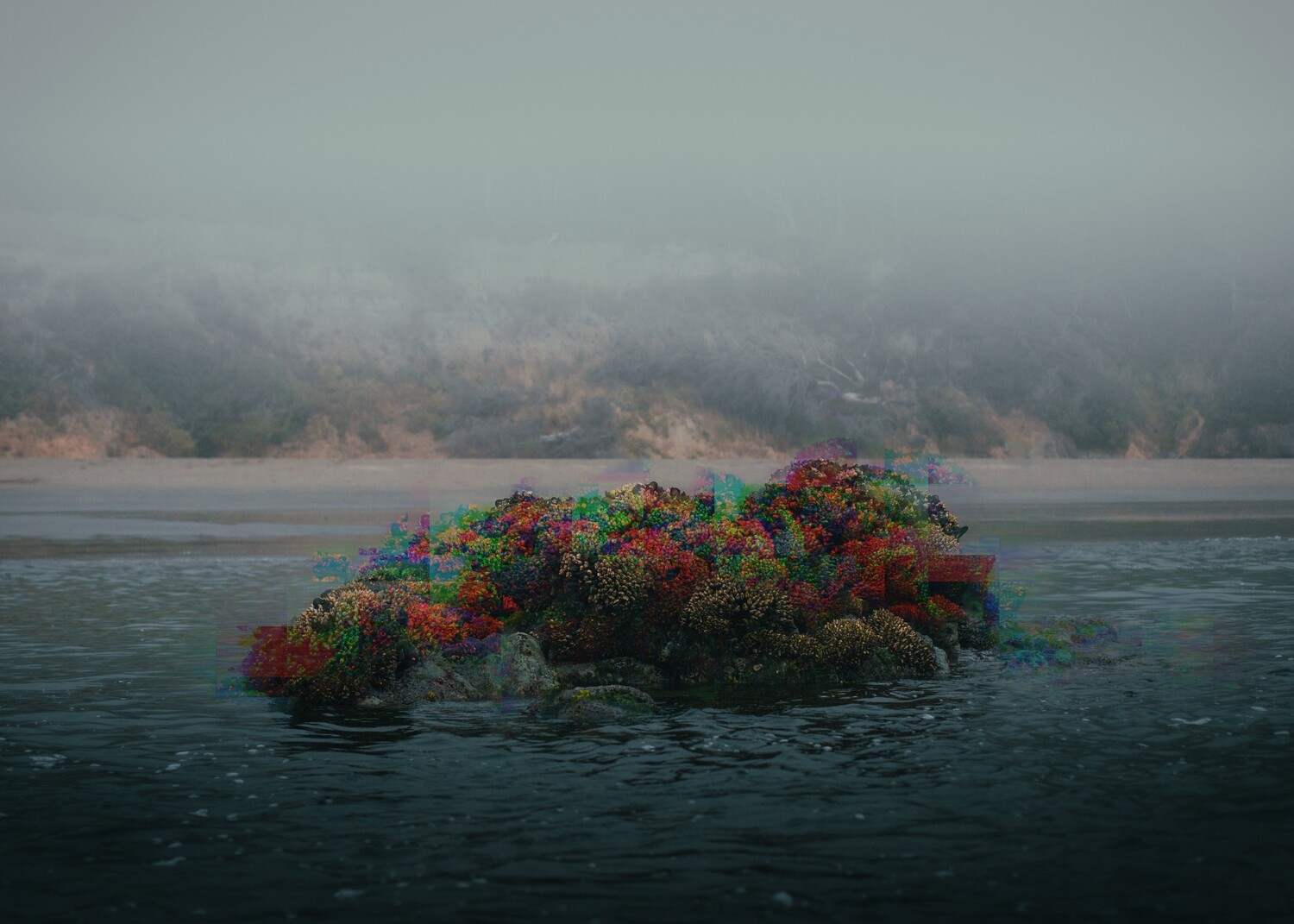 Coral Glitch