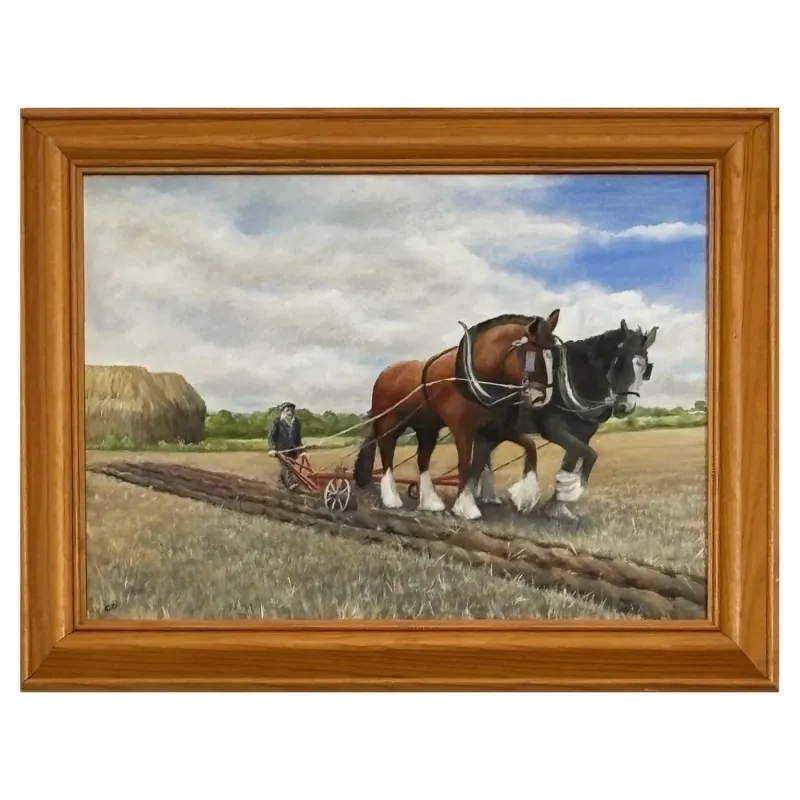 A pair of majestic shire horses pulling a plough