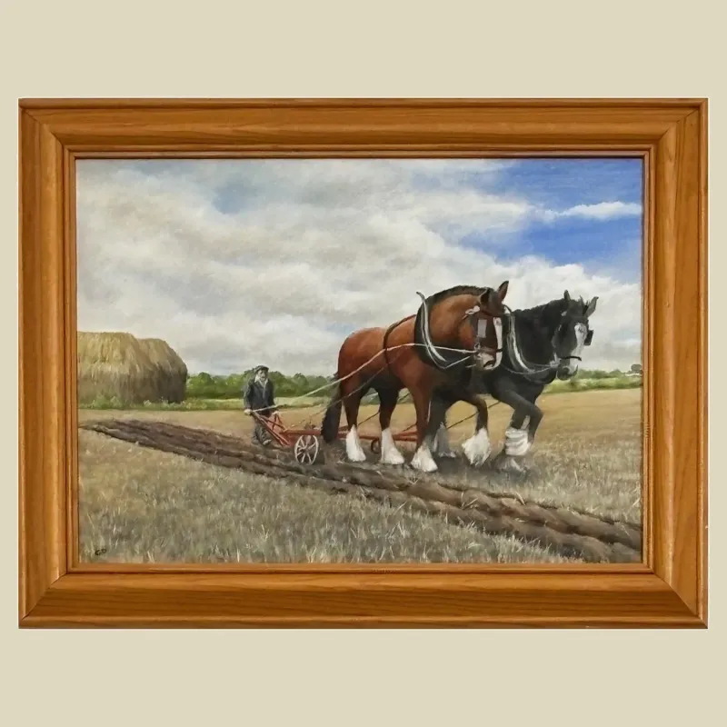 A pair of majestic shire horses pulling a plough