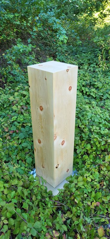 Pferdeurne in Zirbelkiefer