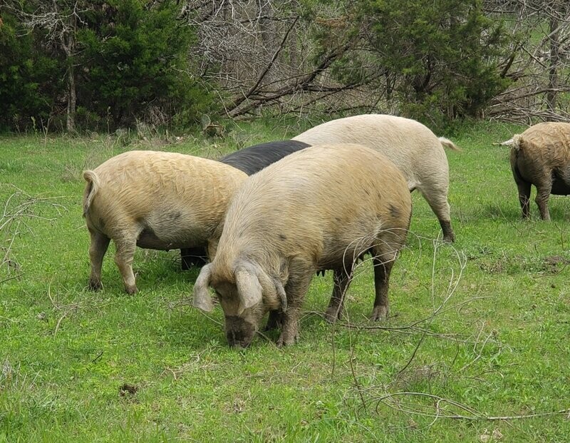 Monthly pig board - per pig