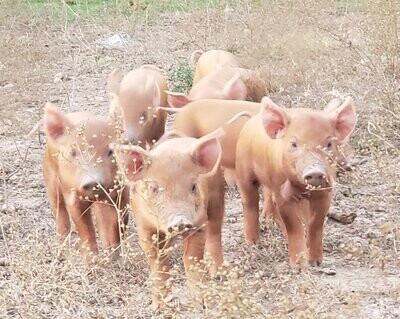 Donate to Red Wattle Pigs Plus .0rg