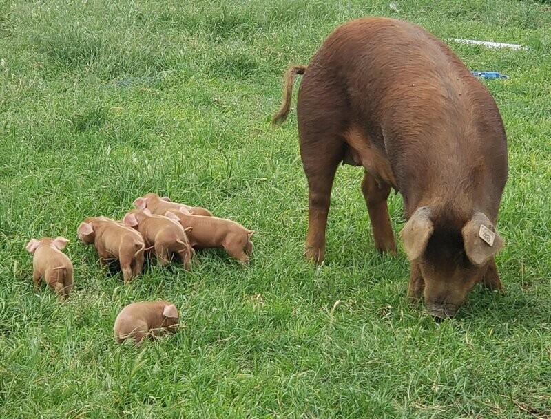 DNA Testing for Red Wattle Pigs Plus registered stock