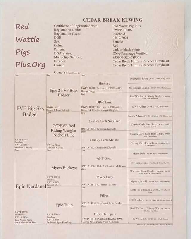 Certificate of Registration for Red Wattle Pigs Plus.Org registered stock