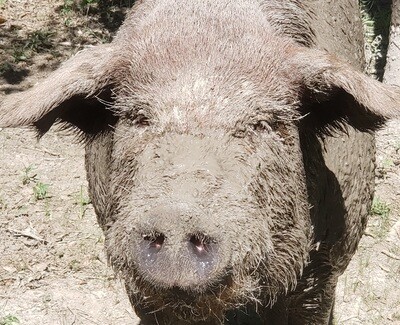 All Things Piggy